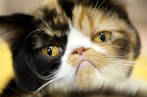 Grumpy facial expression Exotic tortoiseshell cat portrait close-up